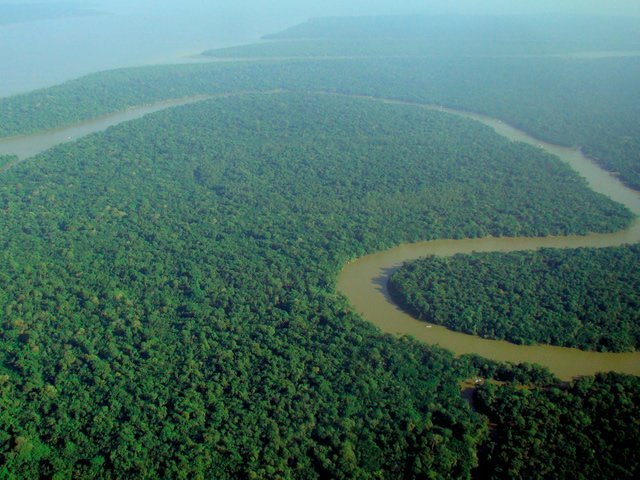 Aerial view of the Amazon Rainforest