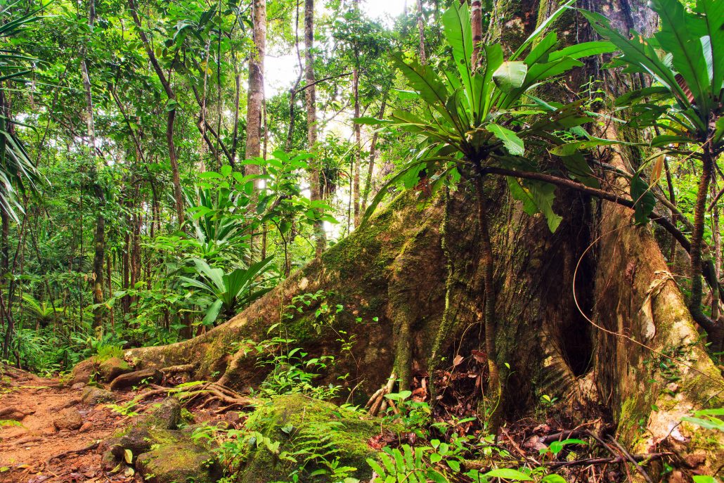Buttress roots supporting very tall tress in the tropical rainforest. 