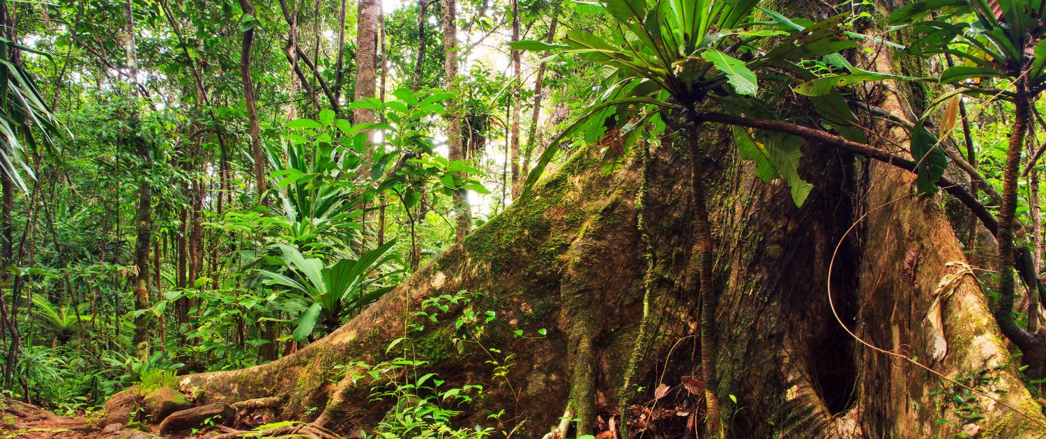 Buttress roots supporting very tall tress in the tropical rainforest.