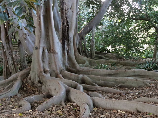 An image of Buttress Roots in the Amazon Rainforest