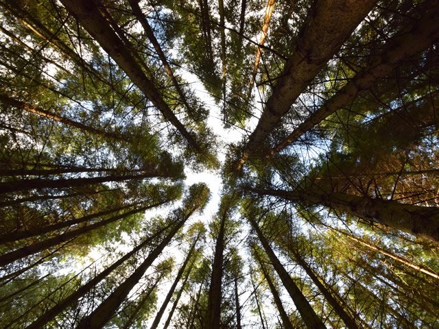 view from the Coniferous Forest floor looking up to tree tops