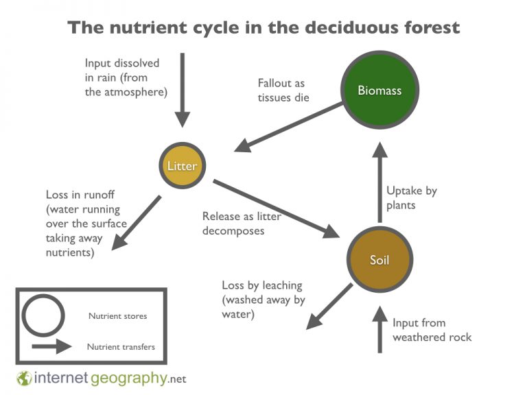 Interdependence in Deciduous Woodlands Geography