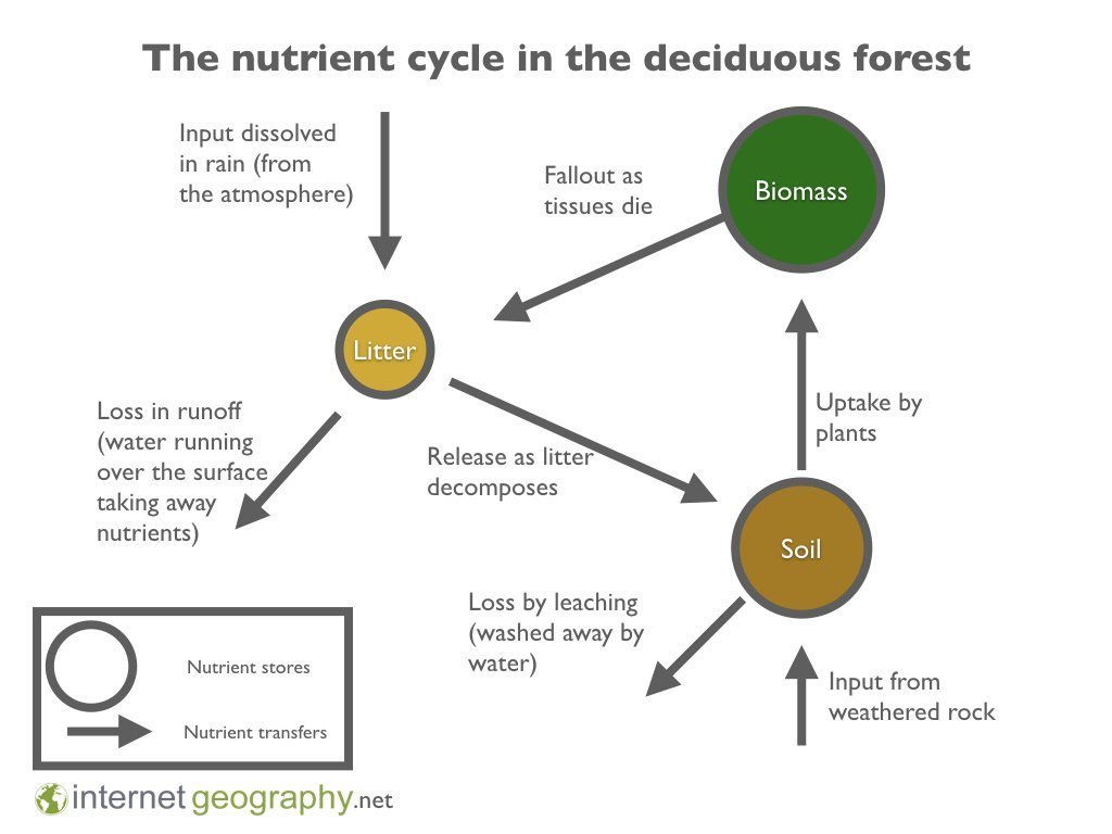 Deciduous Forest Nutrient Cycle