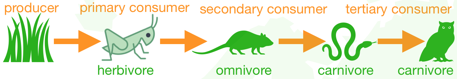 Food Chain And Food Web Quiz Internet Geography