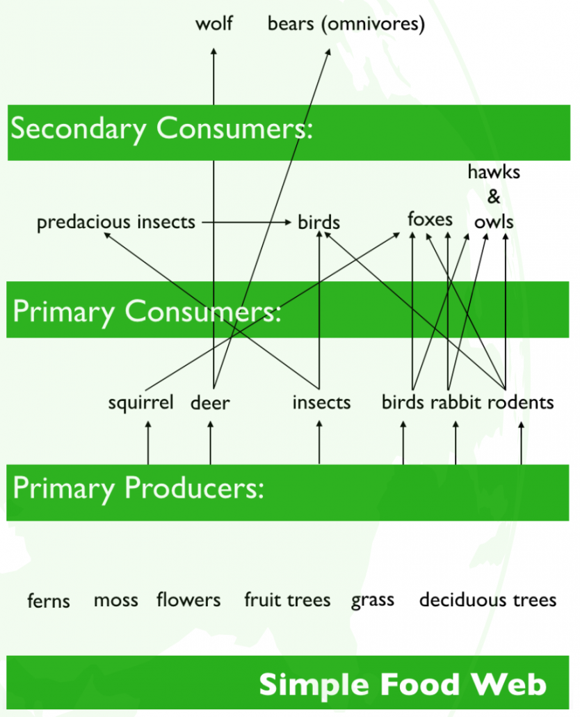 A food web