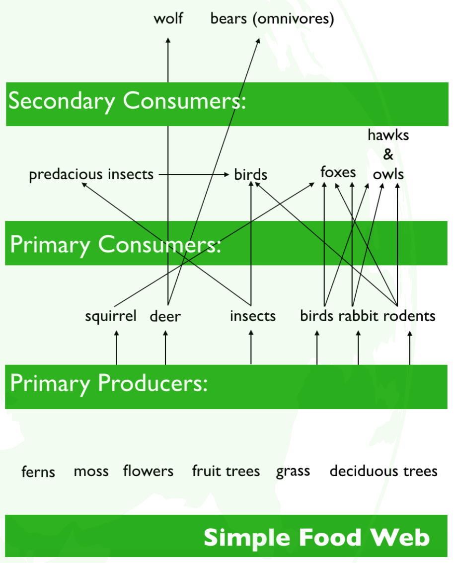 Food Chain And Food Web Quiz Internet Geography