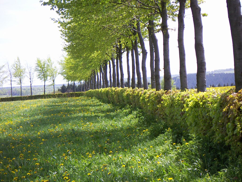 an image of a hedgerow