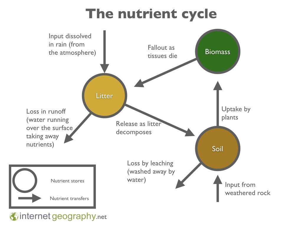 The nutrient cycle