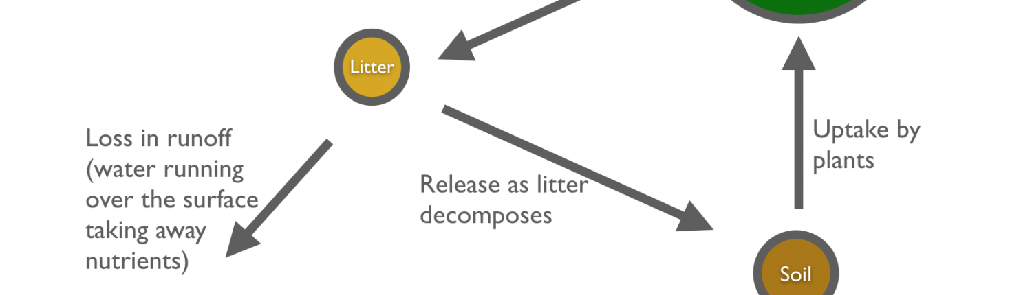 Nutrient cycle in the tropical rainforest