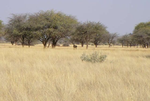 image of the African savanna grasslands