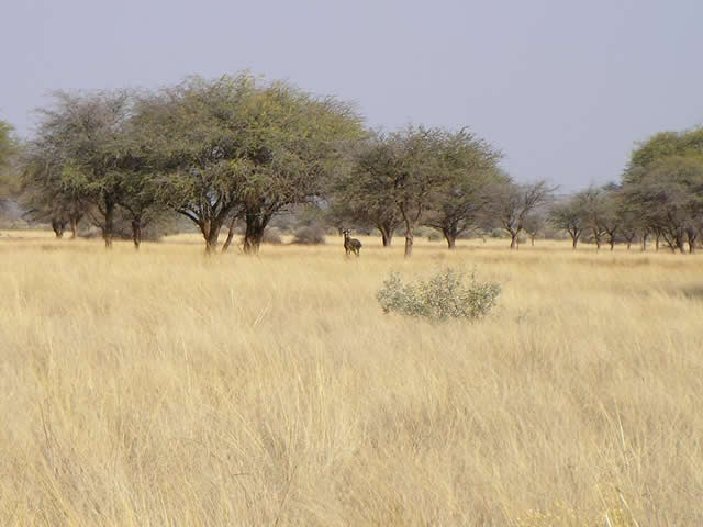 image of the African savanna grasslands