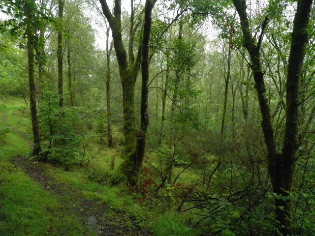 Image of trees in the Temperate Deciduous Forest