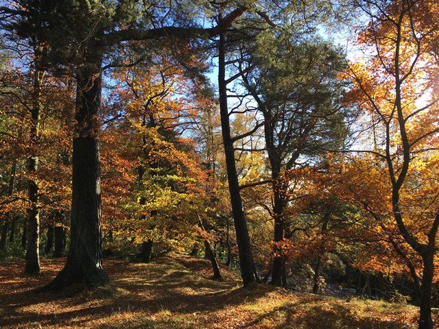 An image of a temperate deciduous forest in Autumn