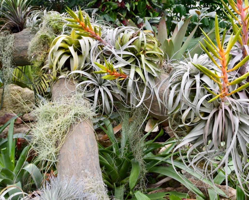 Epiphytes grow on other plants. The get water and nutrients from the air and rain. 