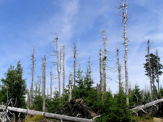 an image showing the negative impact of acid rain on trees