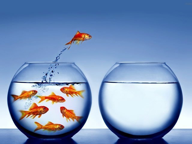 image of a goldfish bowl jumping into another