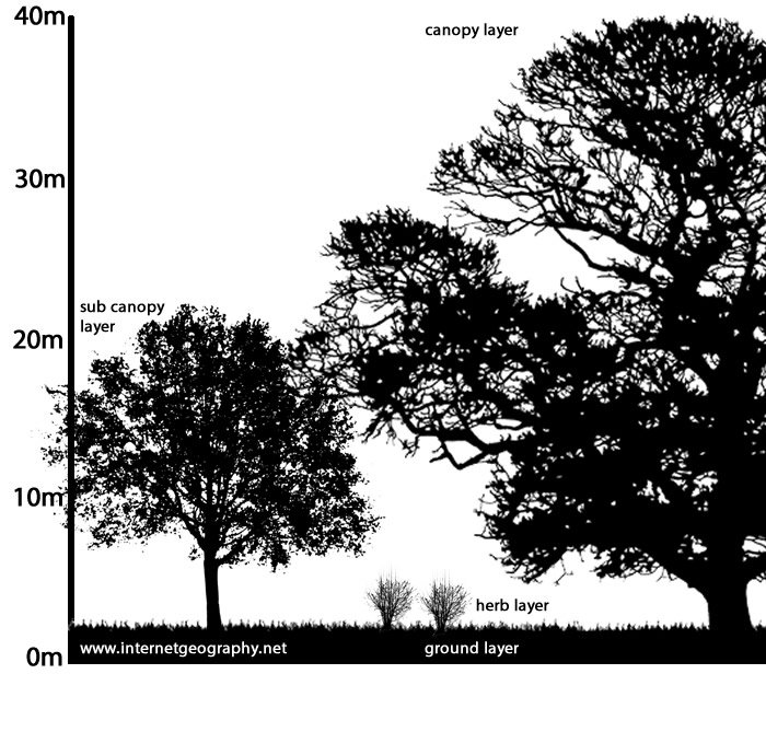 Temperate deciduous forest cross section 