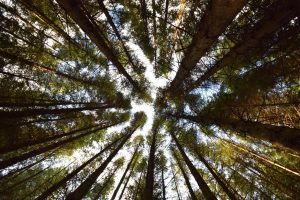 An image of trees in a coniferous forest.