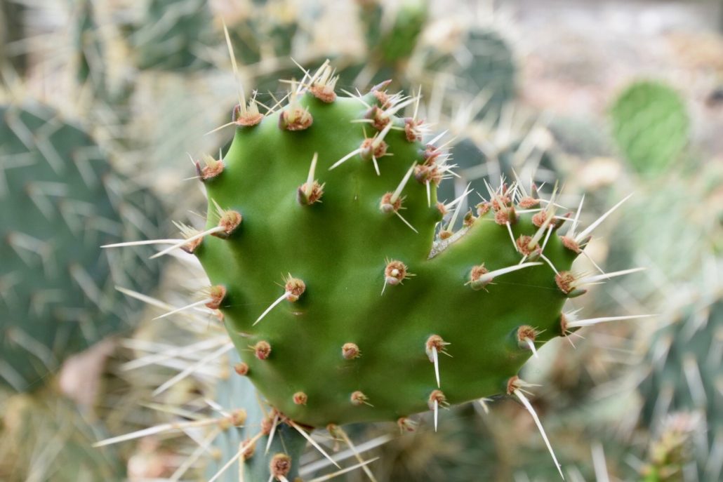 The needles on a cactus reduce water loss by transpiration