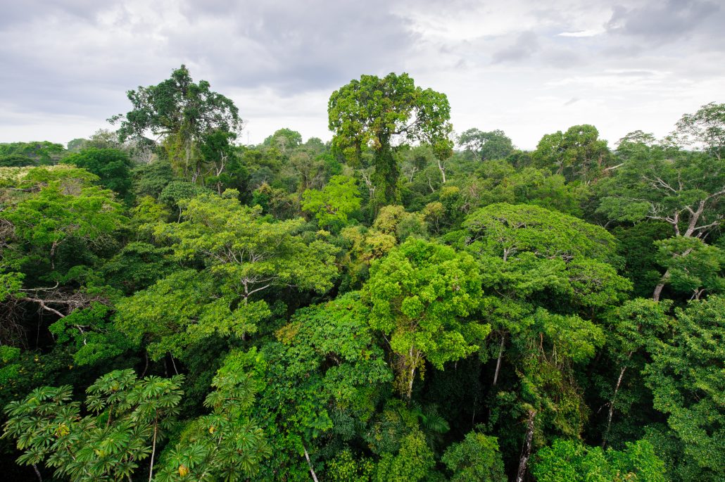 Emergents rising from the canopy in the Amazon Rainforest