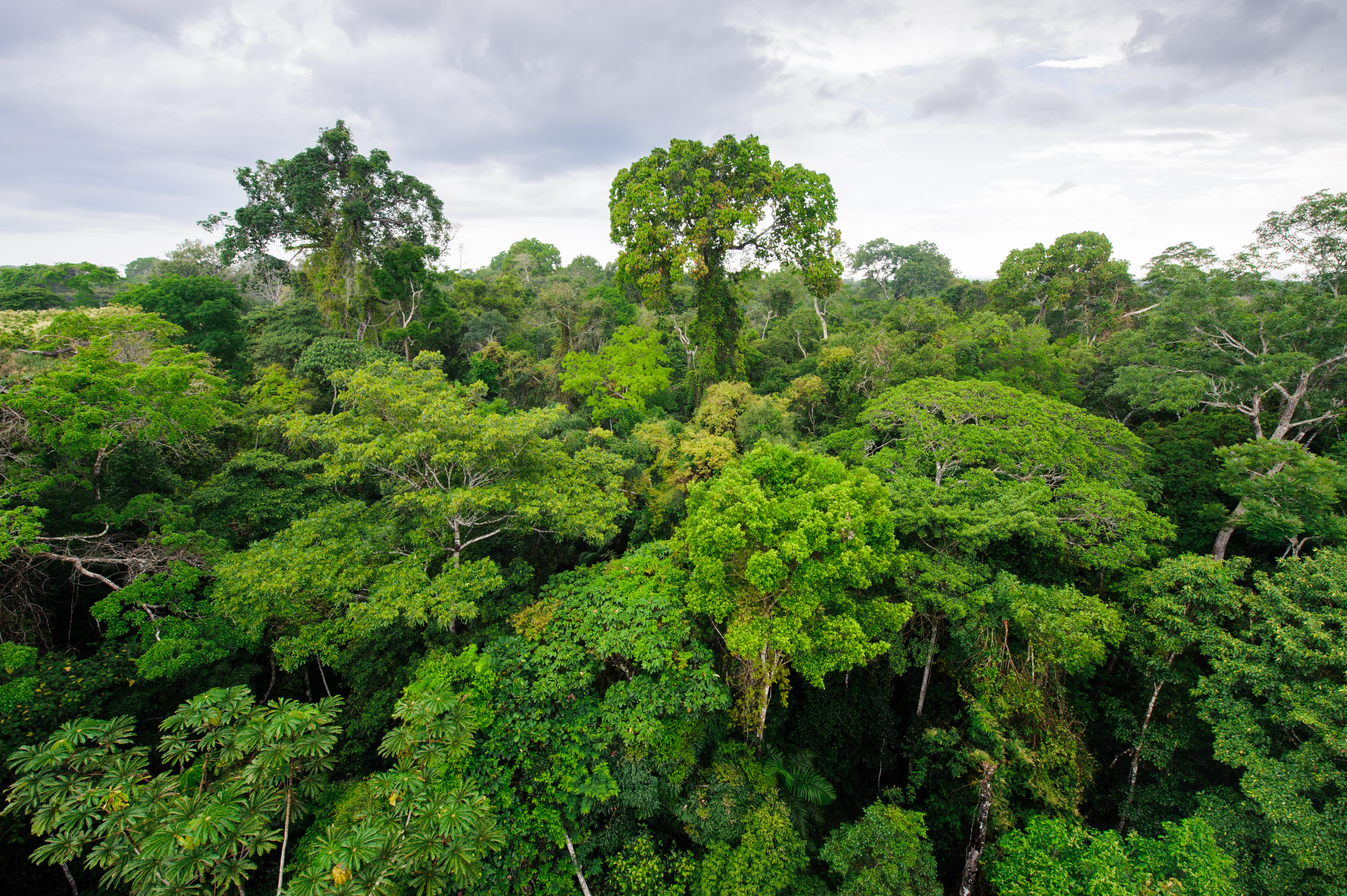 Structure Of The Tropical Rainforest