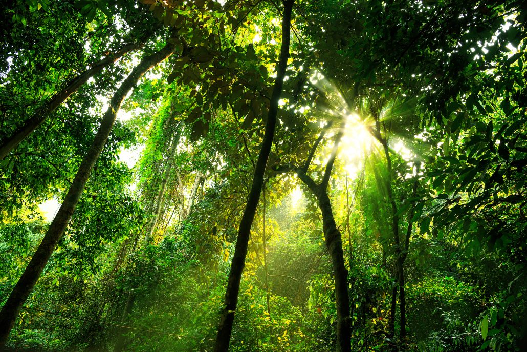 Tropical rainforest under canopy 