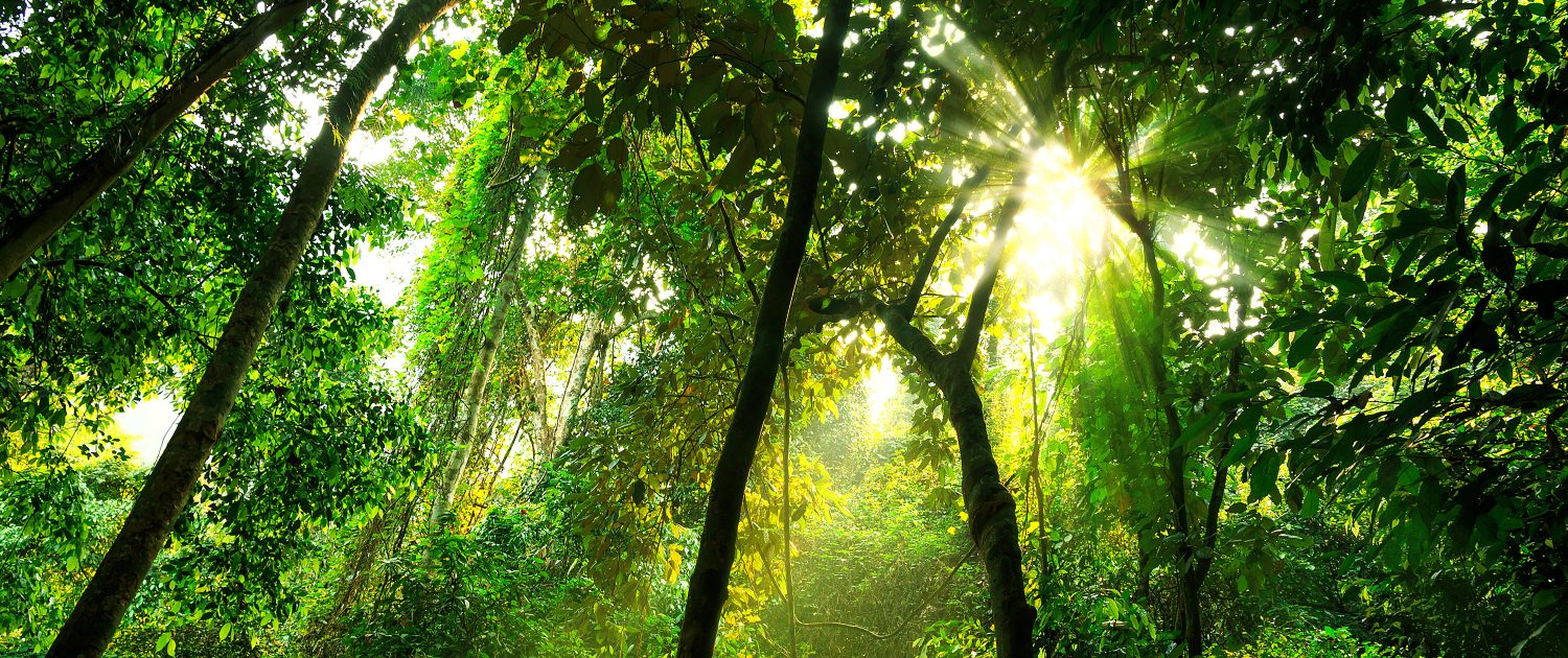 Tropical Rainforest Guide: How Rainforests Work