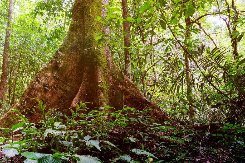 Shrub layer in the tropical rainforest