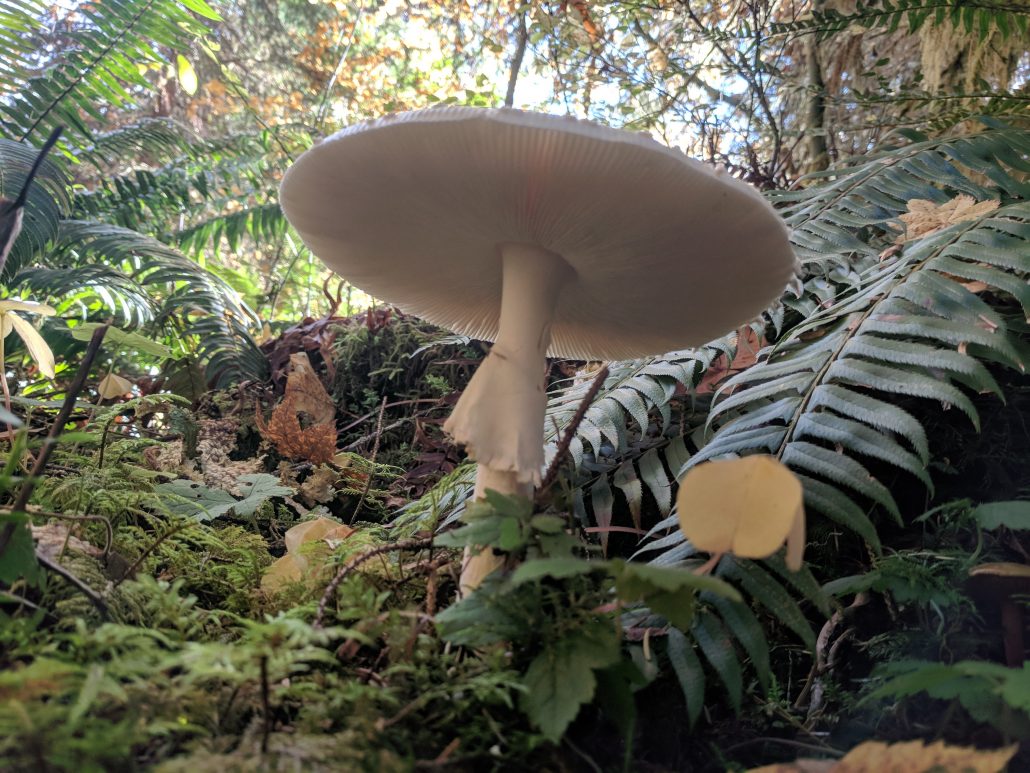 Decomposers on the rainforest floor