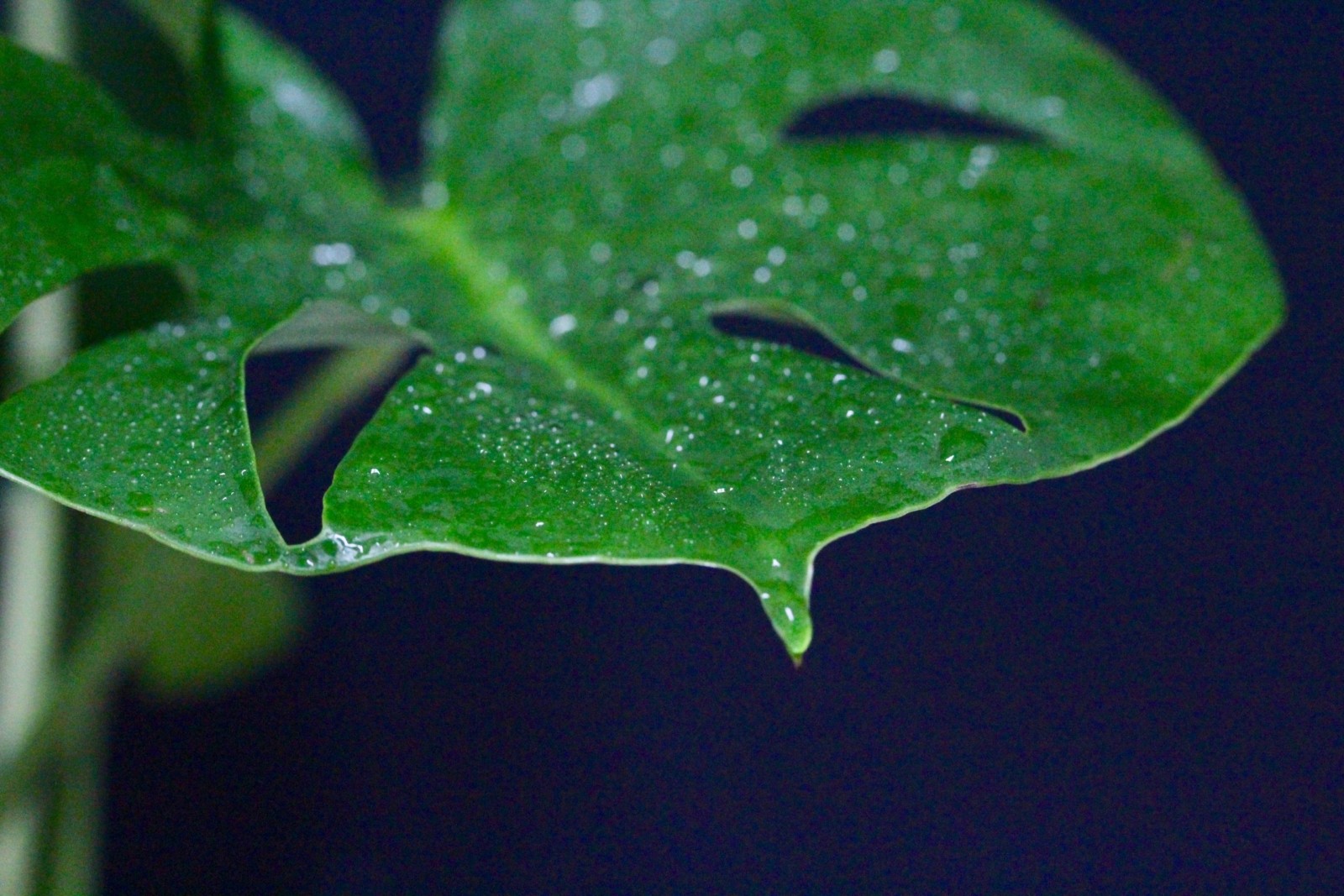 How has rainforest vegetation adapted to the climate? Geography