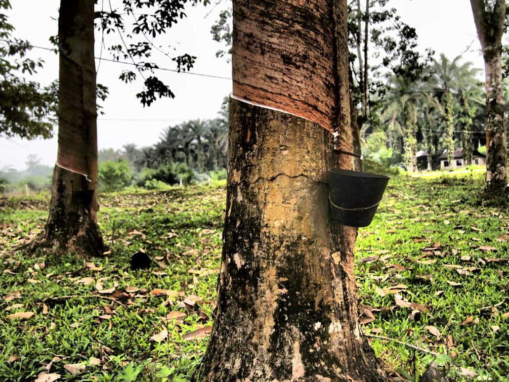 Rubber Tapping