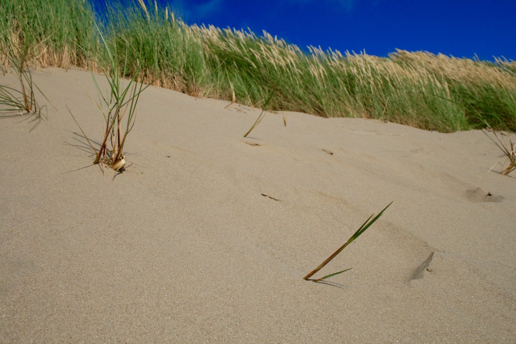 Sand Dunes at Harlech Beach, North Wales. 
