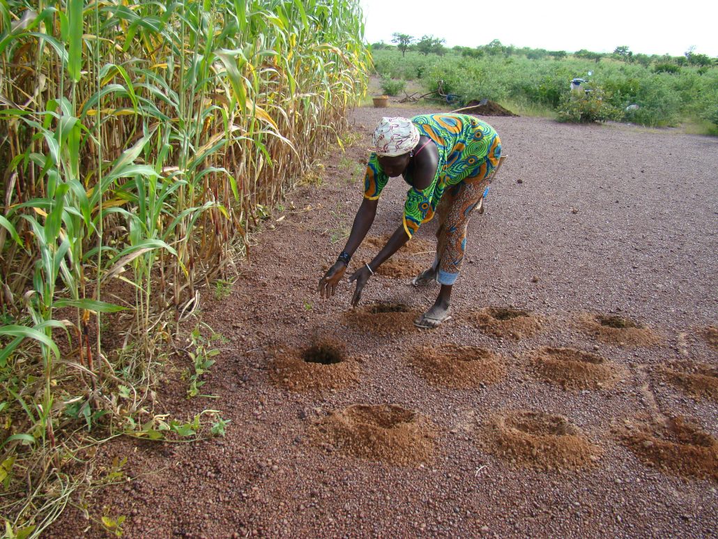 Planting pits or Zai