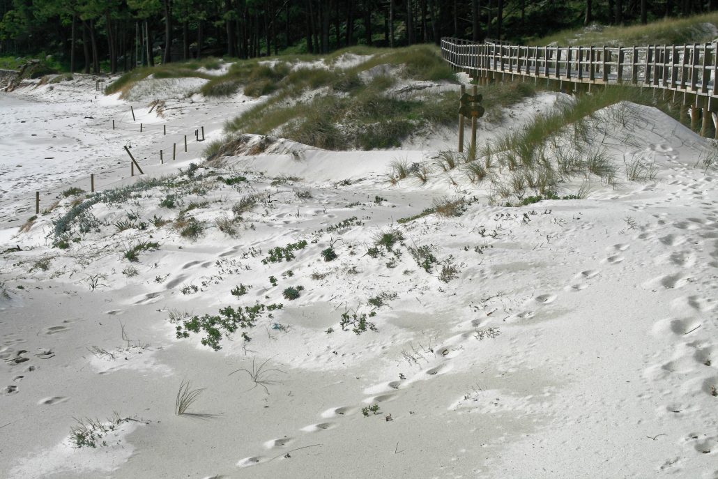 Dune regeneration and boardwalk