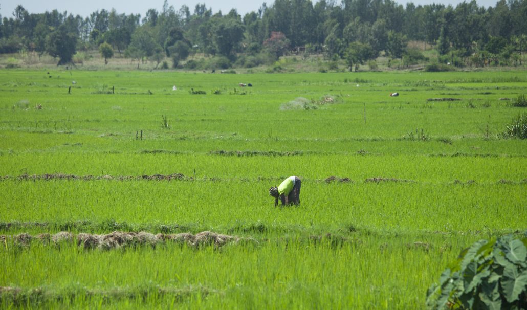 Farming in Kenya