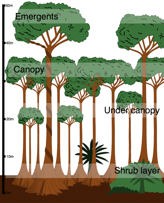 Layers in the tropical rainforest