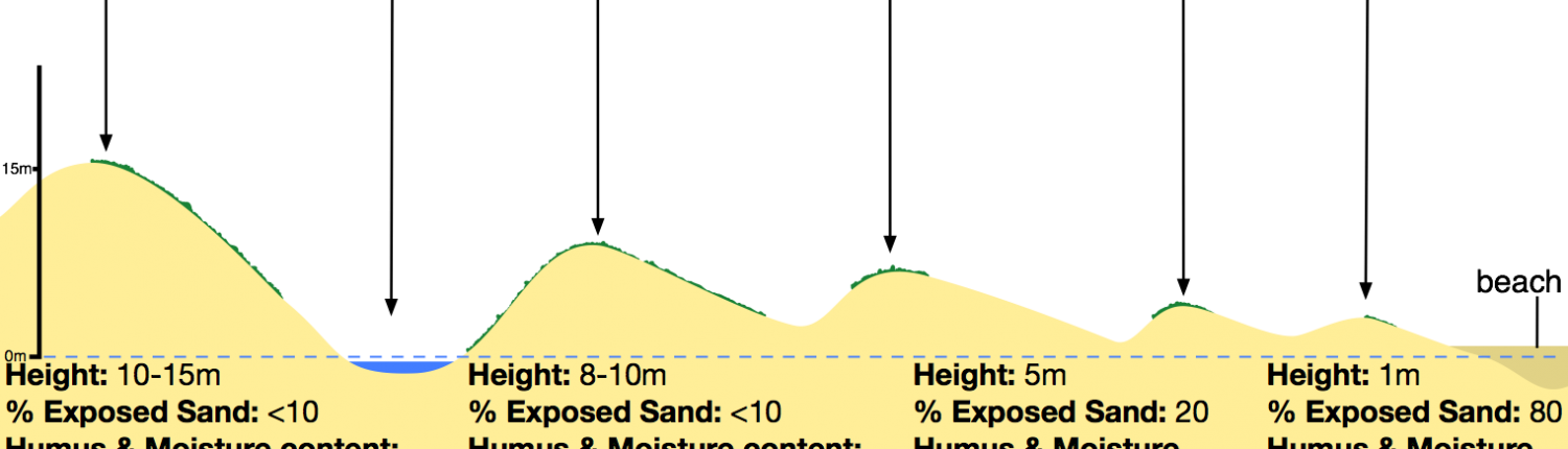 How do sand dunes change with distance from the beach?