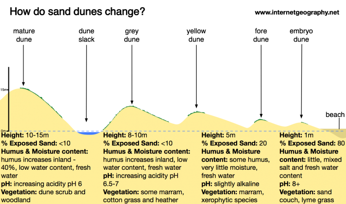 How do sand dunes change with distance from the beach?