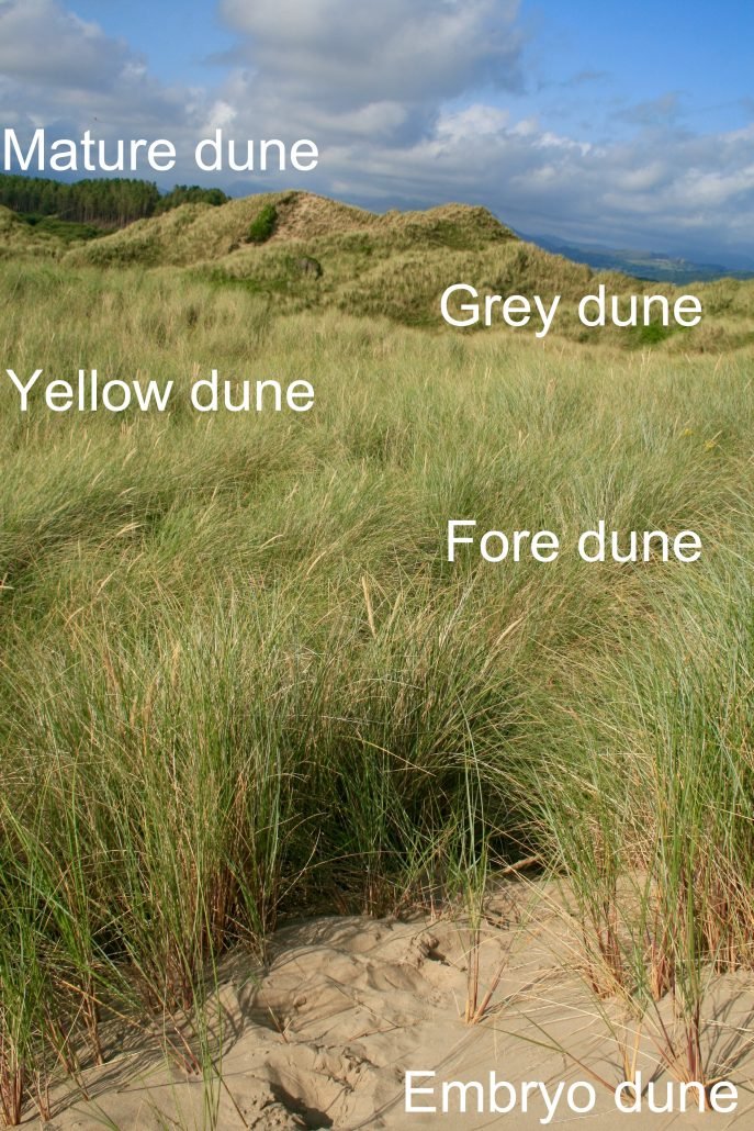 Sand dune vegetation succession