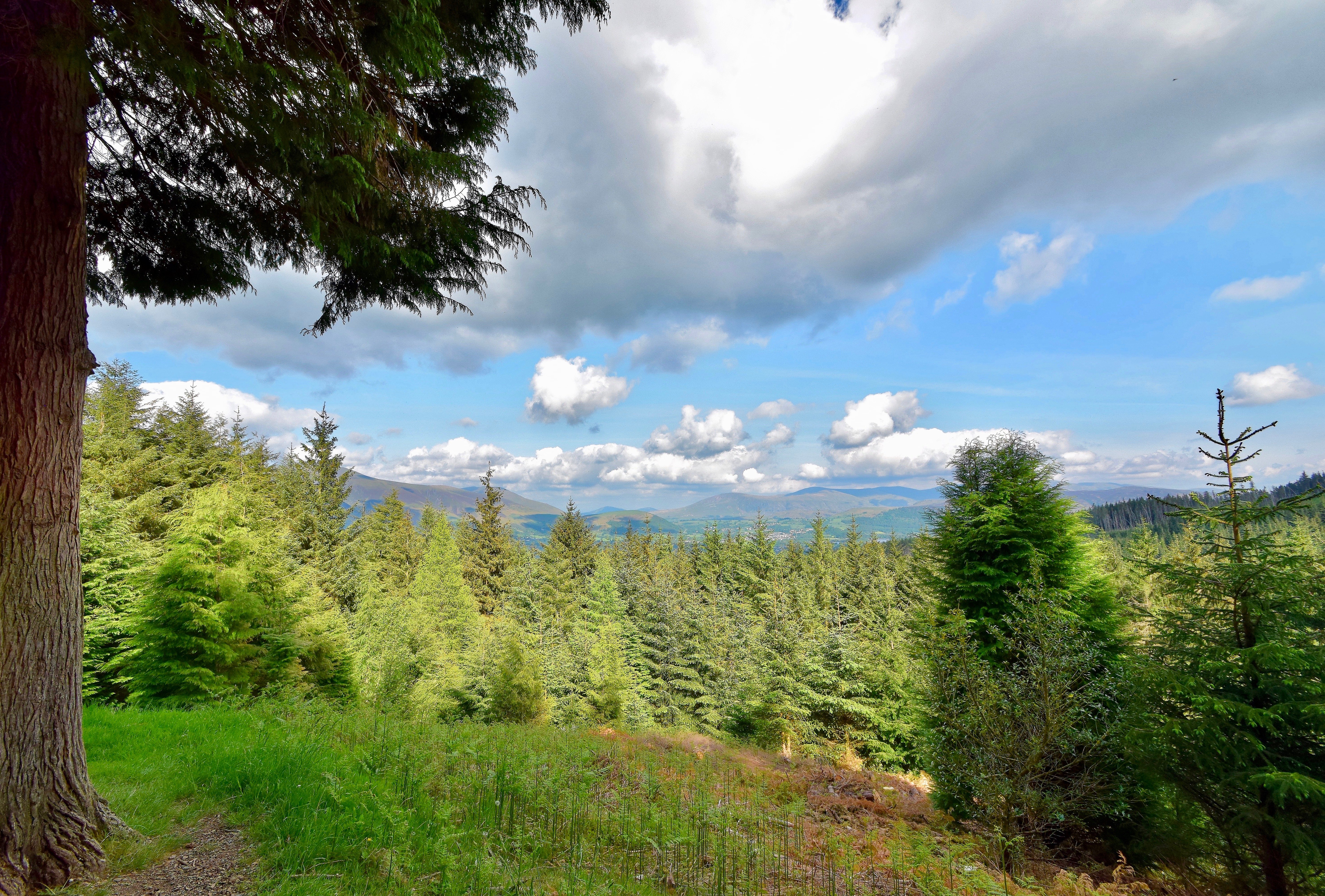A coniferous forest in The Lake District
