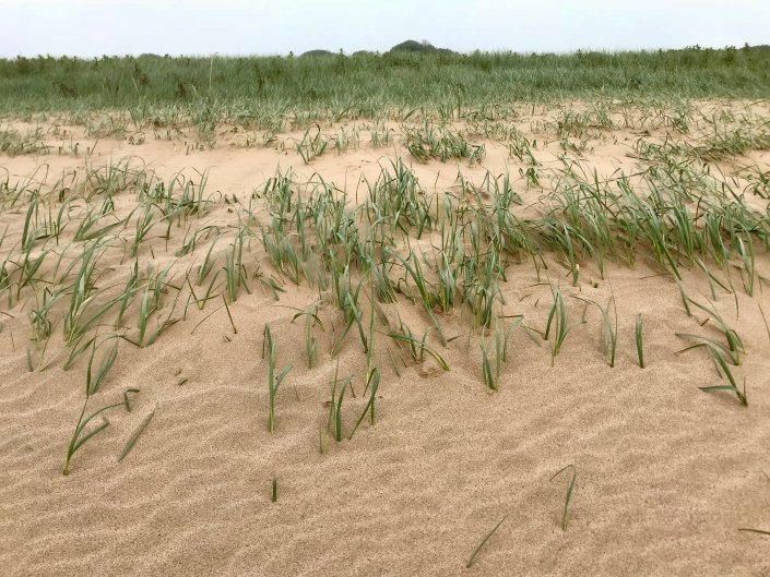 Sand dunes at Donna Nook