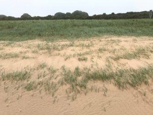 Vegetation succession at Donna Nook sand dunes