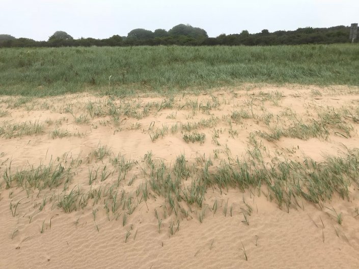 Vegetation succession at Donna Nook sand dunes