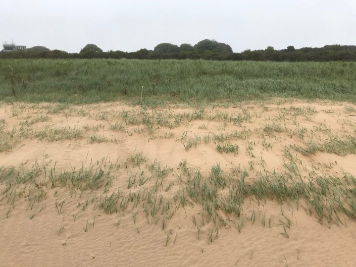 Vegetation succession at Donna Nook sand dunes