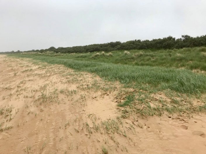 Sand dunes at Donna Nook