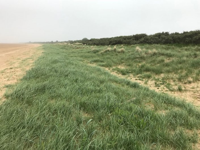 Sand dunes at Donna Nook