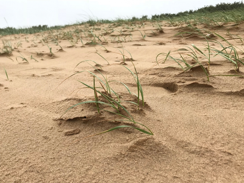 Sand dunes at Donna Nook