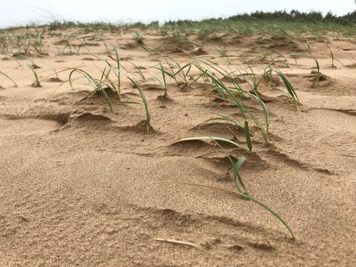 Sand dunes at Donna Nook