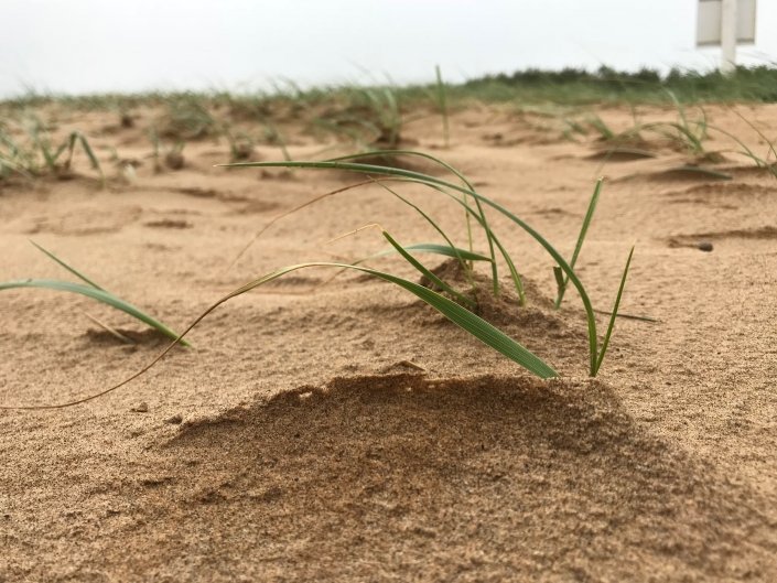 Sand dunes at Donna Nook