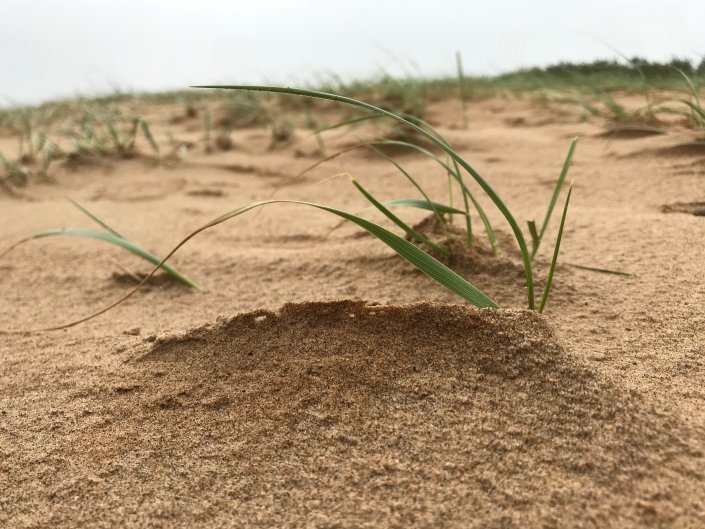 Sand dunes at Donna Nook